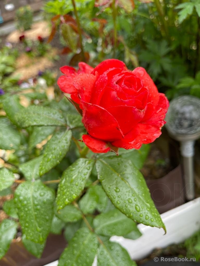 Акция! 51 красная роза, купить в Санкт-Петербурге недорого 🌸 по цене 3 ₽ с доставкой