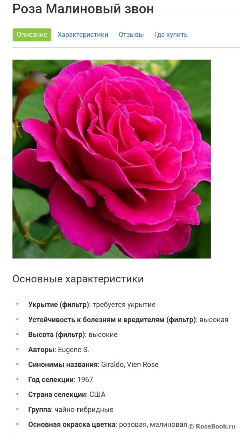 Роза малиновый звон описание и фото