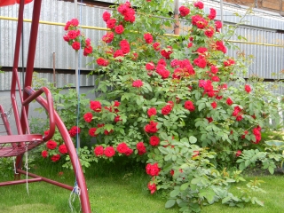 Обелиск. Красивая и надежная опора для плетистой розы в саду.