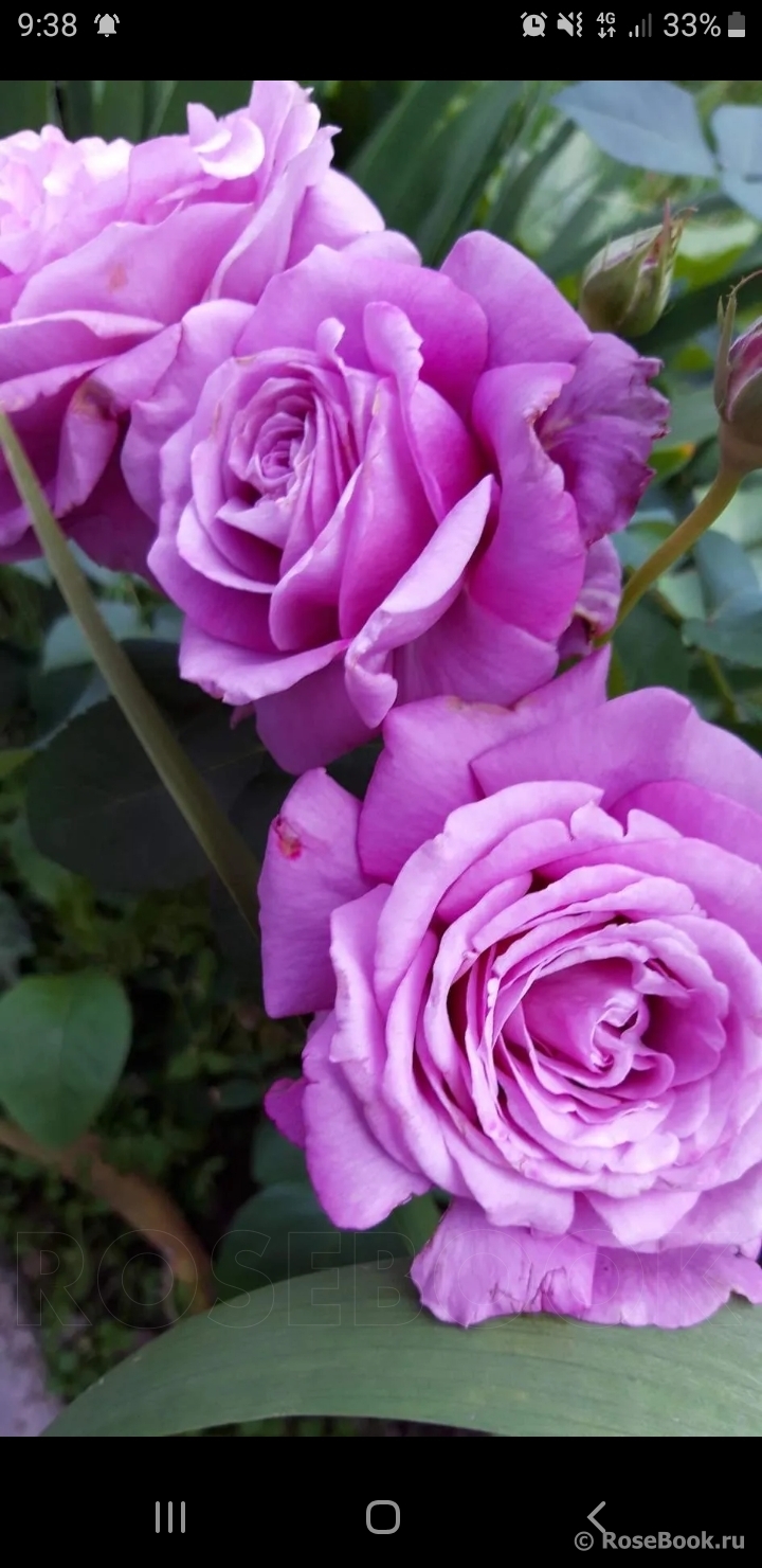 Роза Чарльз де Голль