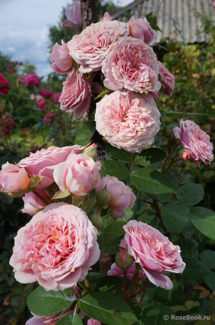 Розы шрабы Вильям Кристи