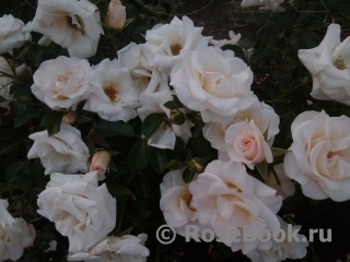 Attenborough Rose, The