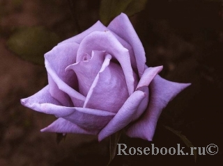 Роза (плетистая) - Клайминг Индиголетта Отзывы