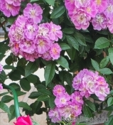 Perennial Blue Perennial Blue