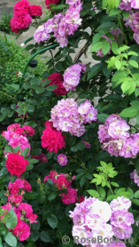 Perennial Blue Perennial Blue