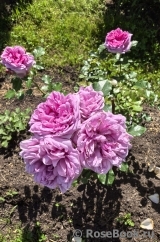 Pompadour ® Pompadour ®