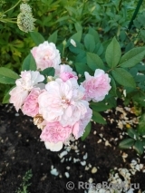 Rosa Romantic Siluetta Rosa Romantic Siluetta