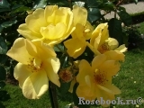 Yellow Fleurette 