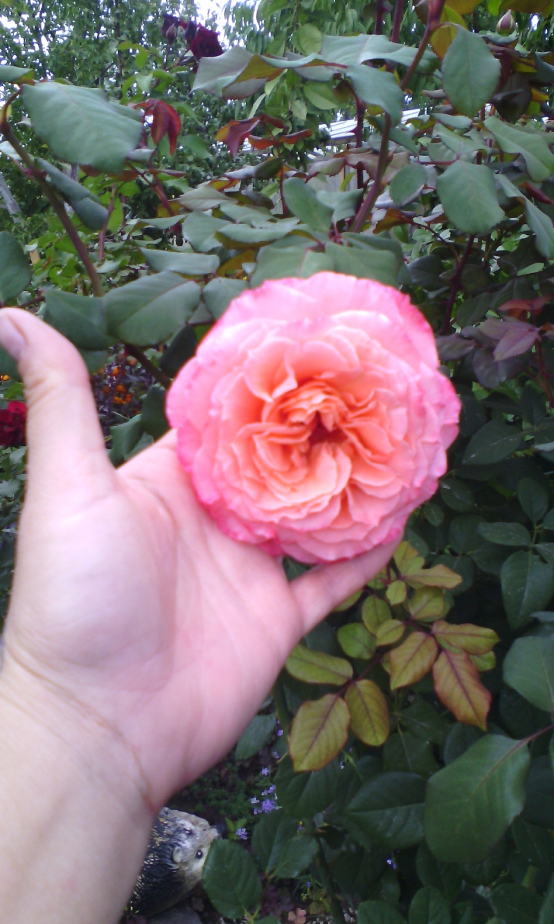 роза лоран каброль фото