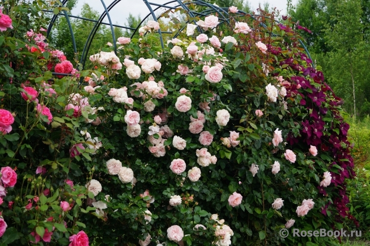Лучшие сорта почвопокровных роз в дизайне сада: советы по уходу и фото