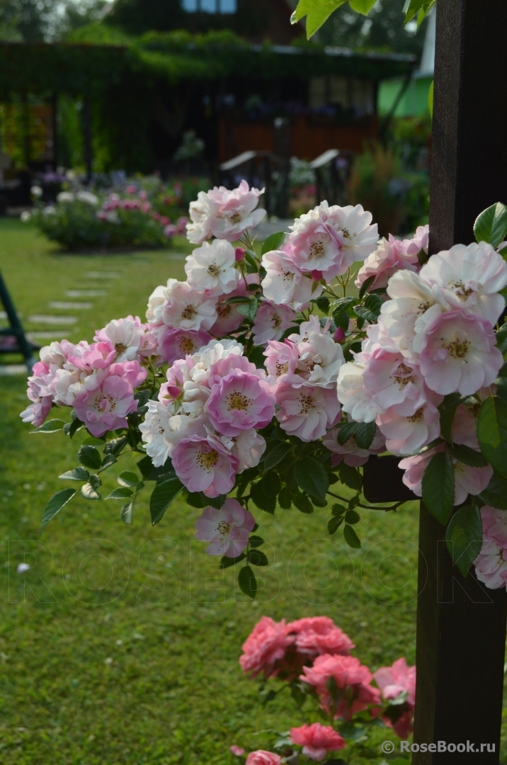 Ваши любимые розы, георгины, гладиолусы (fb2)