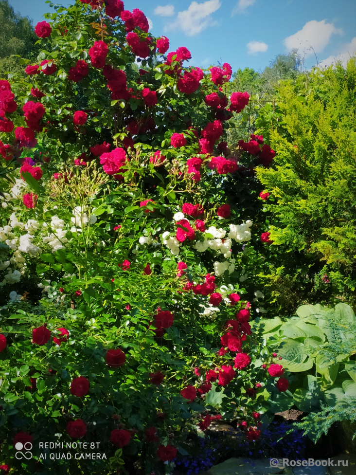 Розы на даче — как вырастить роскошный сад: 1 комментарий