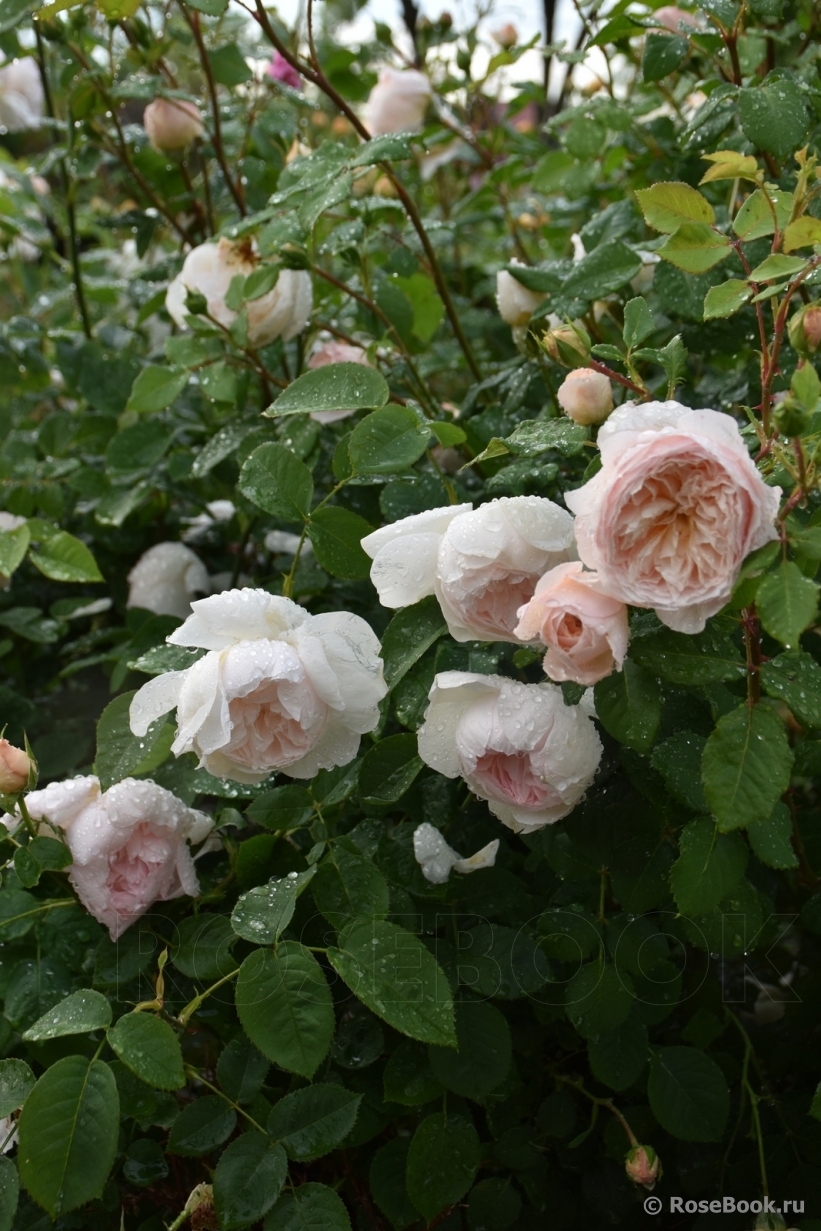 Плетистая роза: описание, распространение и применение