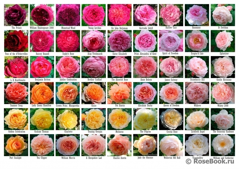 Pin by Yana Miteva on Love It | Rose varieties, David austin roses ...