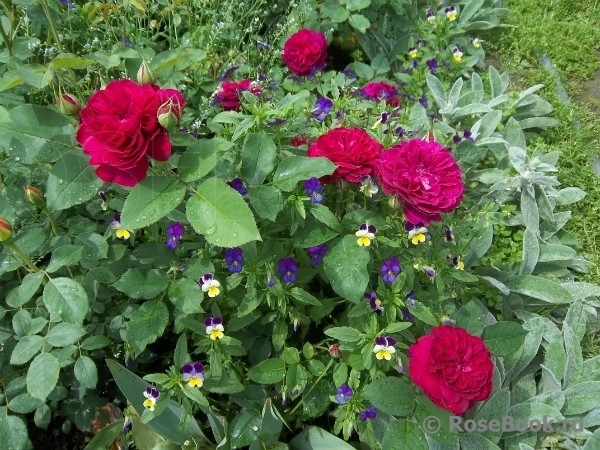 Darcey Bussell 