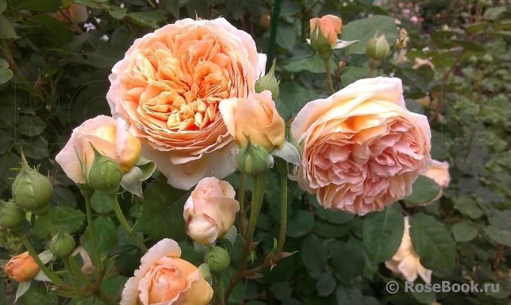 Crown Princess Margareta®