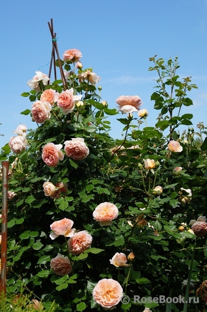 Abraham Darby