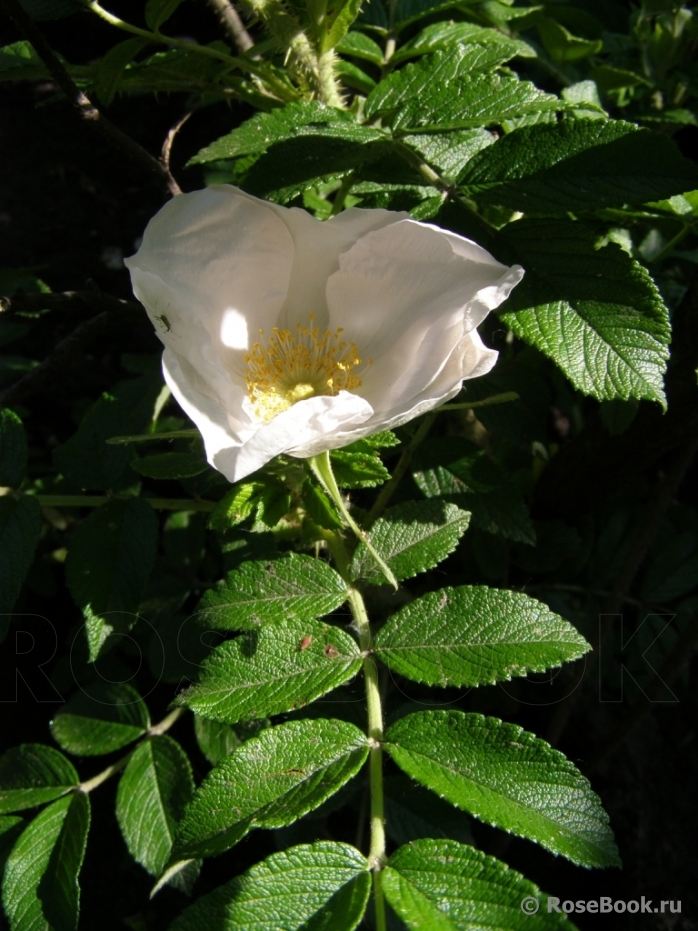 Rosa rugosa f. Alba Rehder