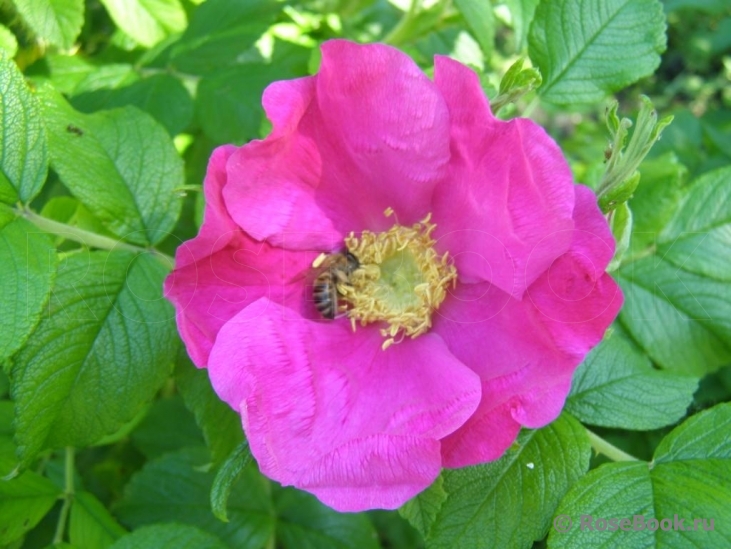 Rosa rugosa rubra