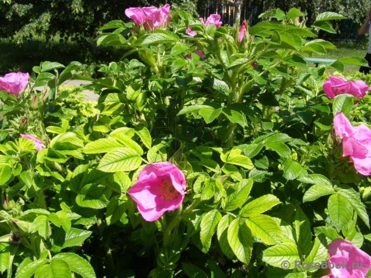 Rosa rugosa rubra