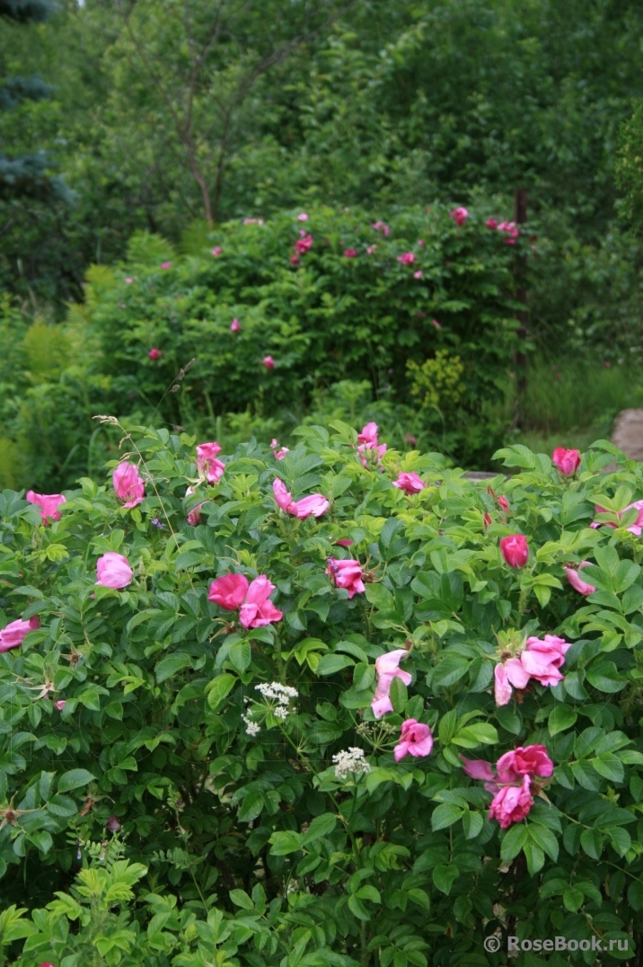 Rosa rugosa rubra