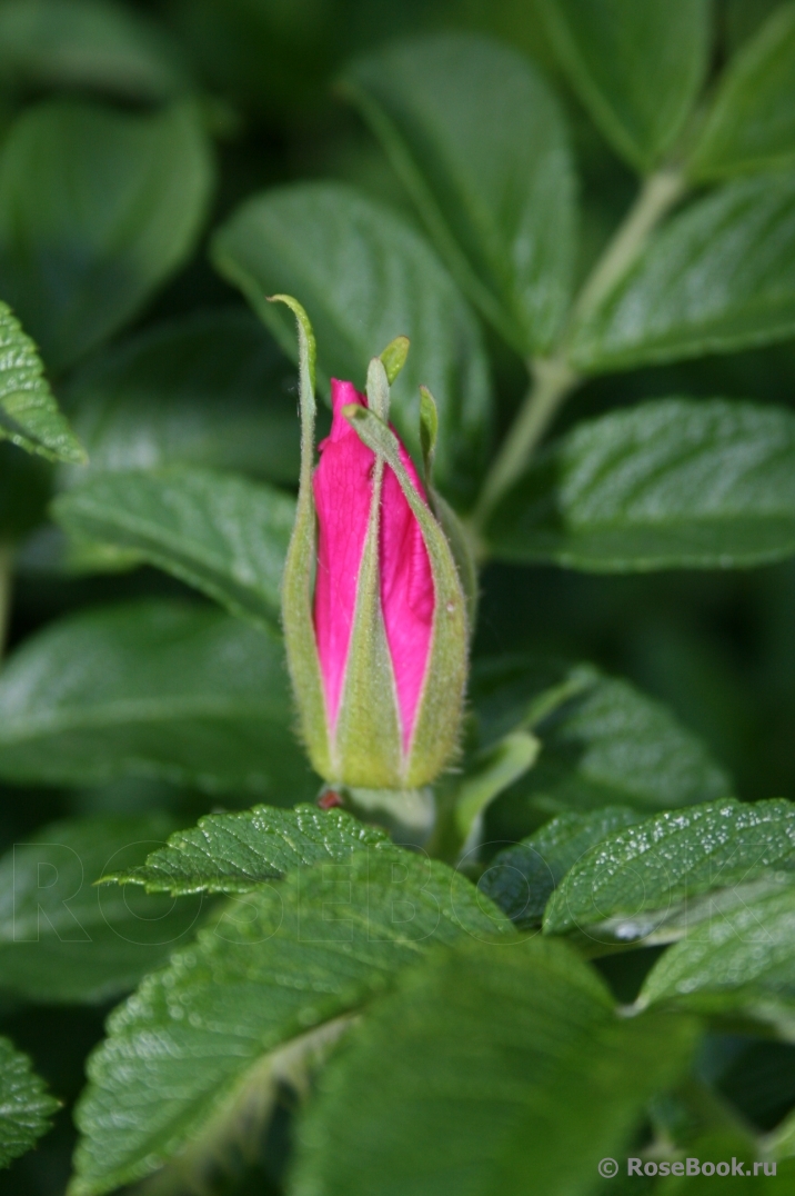 Rosa rugosa rubra