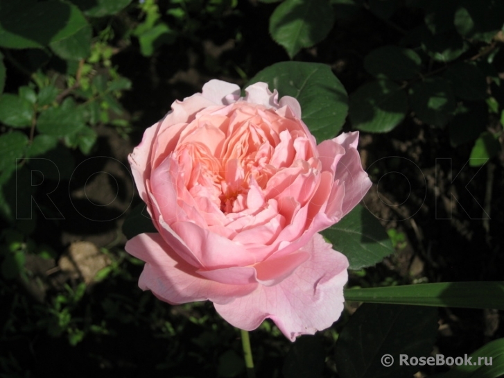 The Alnwick Rose