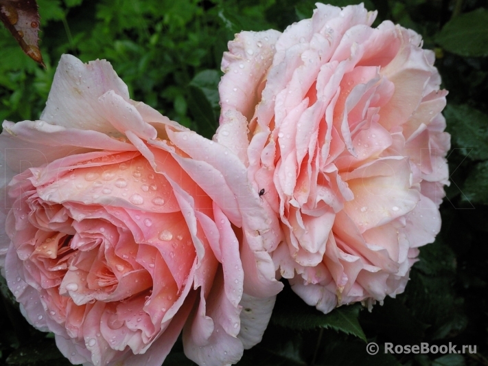 Abraham Darby