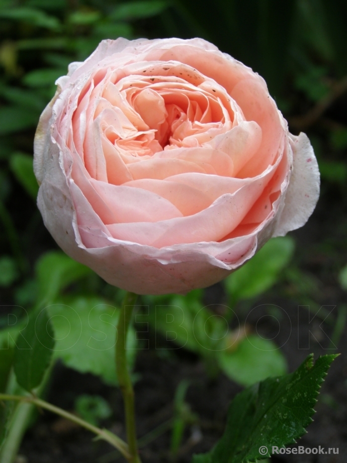 Abraham Darby