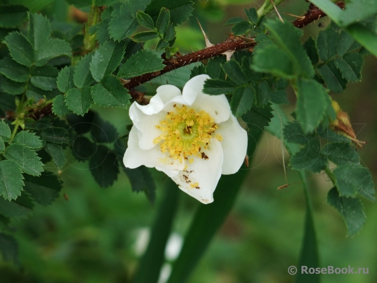 Rose spinosissima