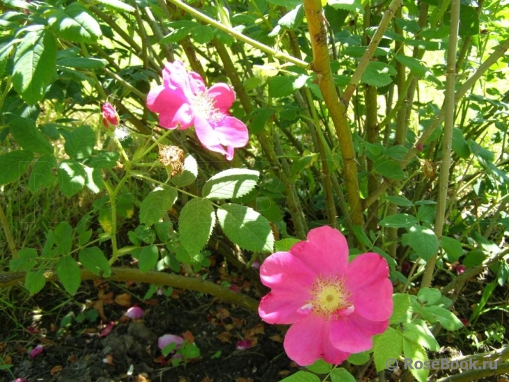 Rosa gallica 'Officinalis'