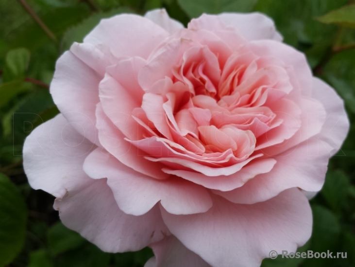 Rose de Tolbiac ®