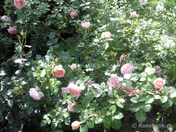 Abraham Darby