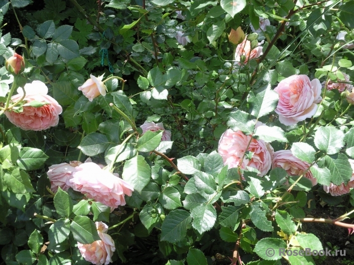 Abraham Darby