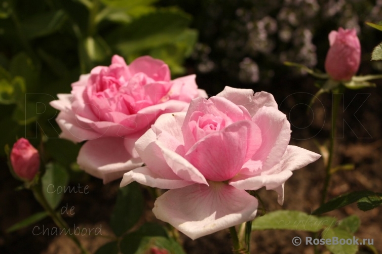 Comte de Chambord