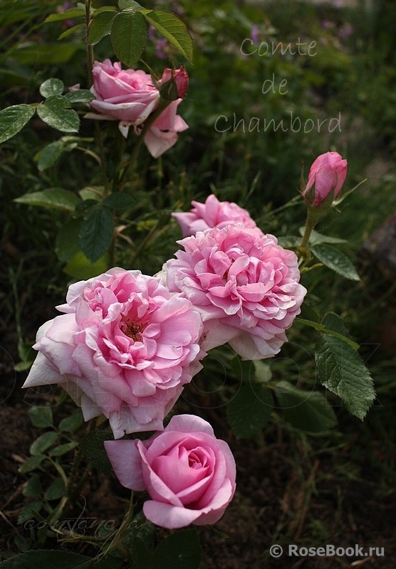 Comte de Chambord