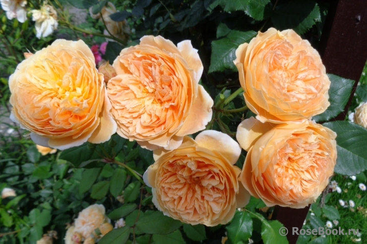 Crown Princess Margareta®