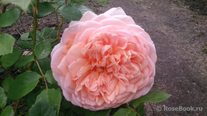 Abraham Darby