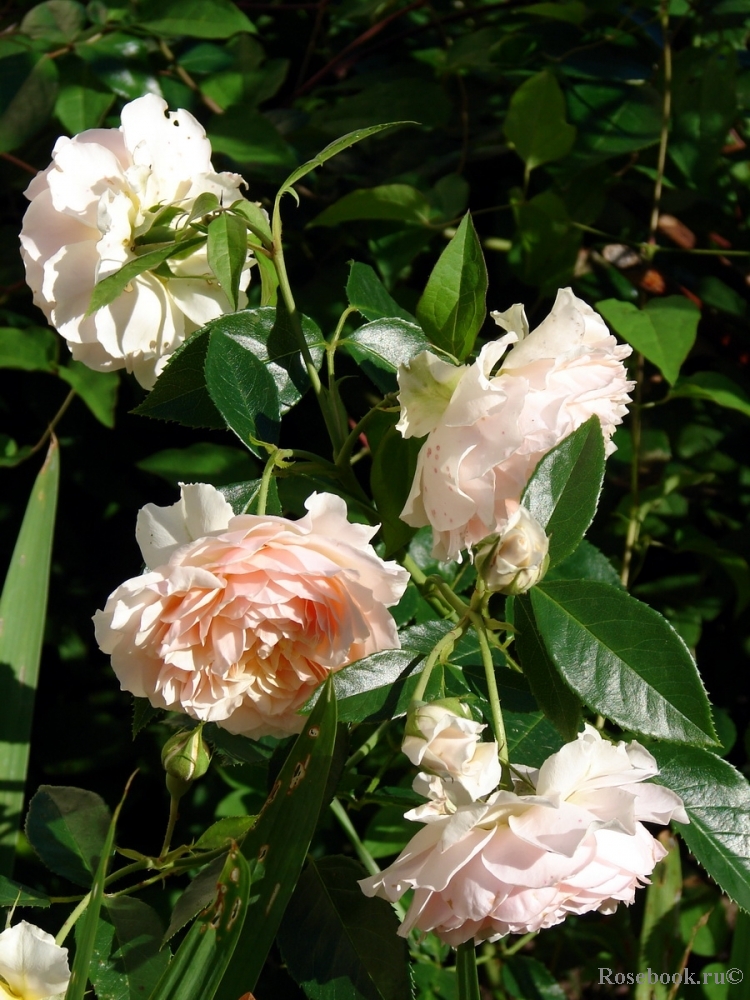 Ginger Syllabub