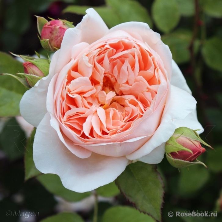 Ambridge Rose 