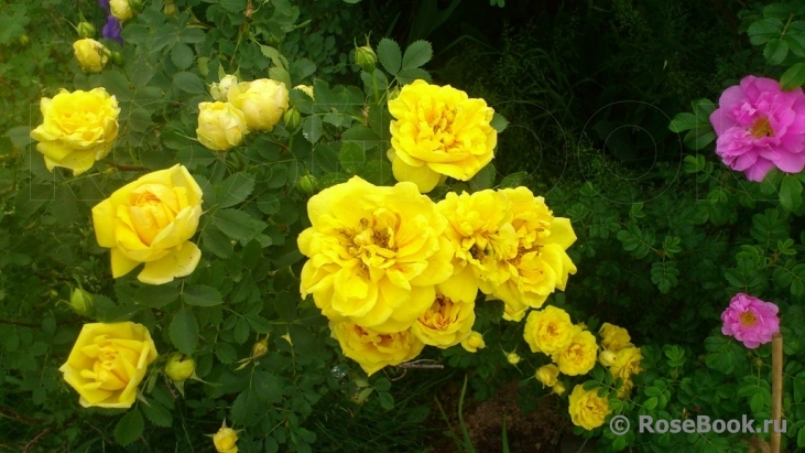 Persian Yellow