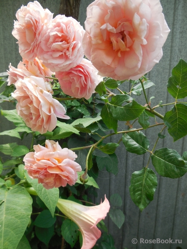 Abraham Darby