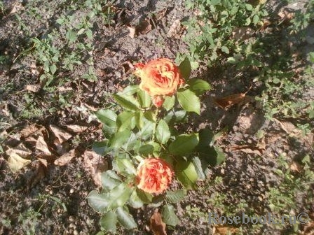 Orange Babyflor 