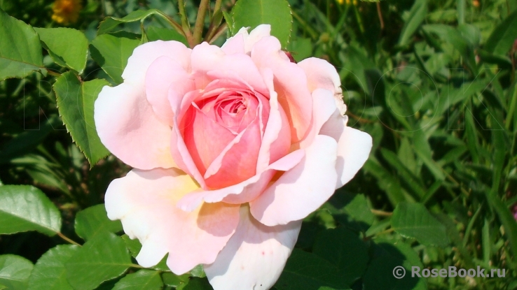 Abraham Darby