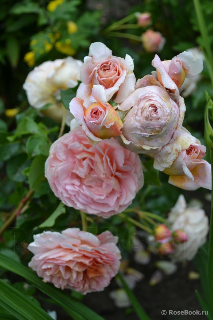 Abraham Darby