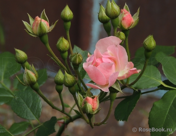 Pink Skyliner