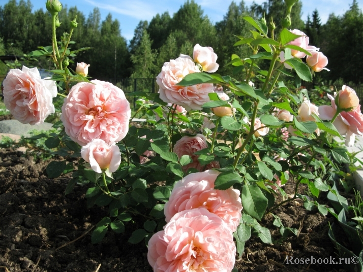 Abraham Darby