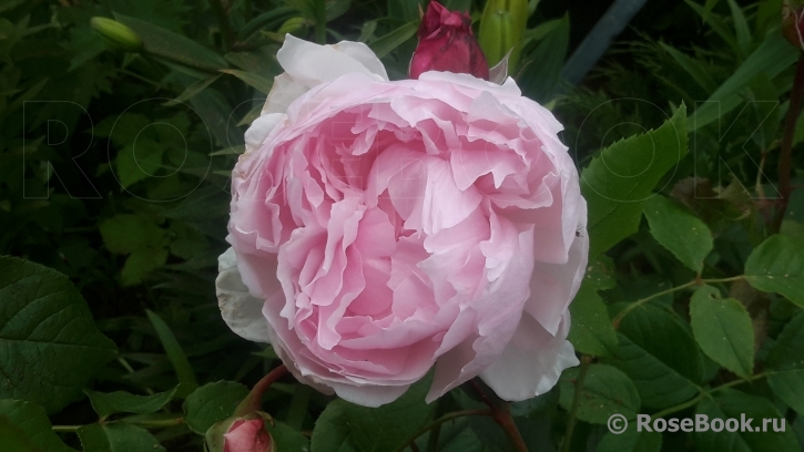 The Wedgwood Rose