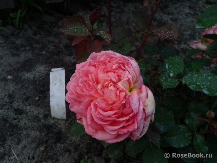 Fleurs en Seine