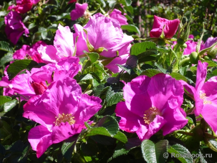 Rosa rugosa rubra